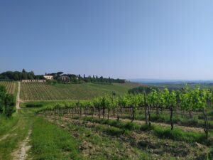 contratto di affitto vigneto